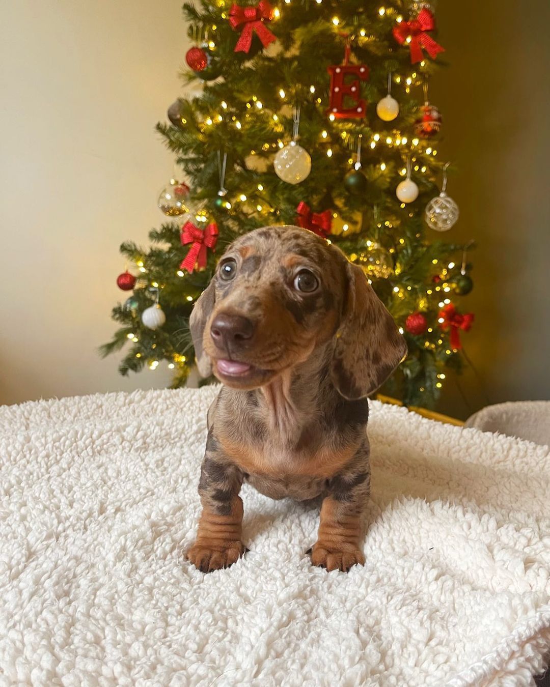 Doris - Female puppy